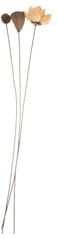 DECOMELODY 1Set Secchi per Decorazioni Nuziali e Stile e Ufficio Arredamento Zen Elegante e Naturale senza Vaso