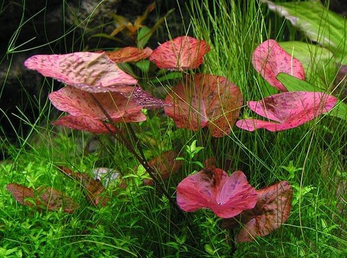 Garnelio - 3 x Tigerlotus - Nymphaea lotus - Knolle - Aquariumpflanze