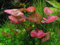 Garnelio - 3 x Tigerlotus - Nymphaea lotus - Knolle - Aquariumpflanze