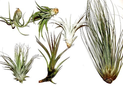 Mühlan Topartikel- Tillandsienmix 5 Verschiedene Tillandsien für Terrarien und zum Aufbinden