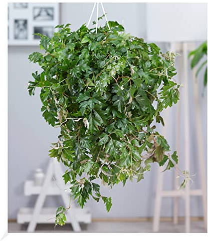 BALDUR Garten Hängepflanze Cissus, 1 Pflanze, Zimmerpflanze hängend Zimmerpflanze, schnell wachsend, Grünpflanze, mehrjährig - frostfrei halten, pflegeleicht, Cissus rhombifolia Ellen Danica