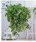 BALDUR Garten Hängepflanze Cissus, 1 Pflanze, Zimmerpflanze hängend Zimmerpflanze, schnell wachsend, Grünpflanze, mehrjährig - frostfrei halten, pflegeleicht, Cissus rhombifolia Ellen Danica