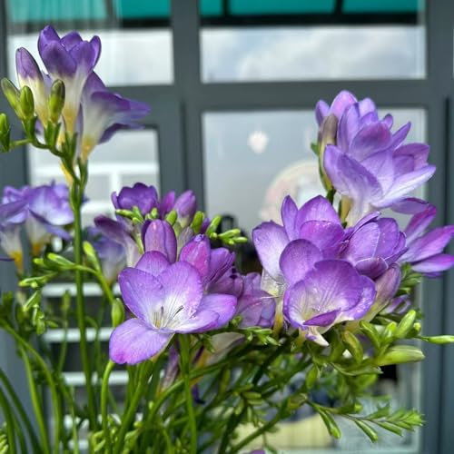 2 pcs freesien bio zwiebeln - wildblumen büropflanzen kräutergarten geschenk, stauden winterhart mehrjährig blumenzwiebeln frühblüher blumendeko frühlingsblüher zwiebeln