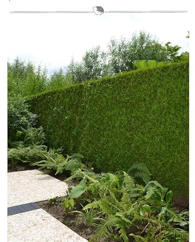 Lebensbaum Thuja Brabant 200-225 cm. 7 Thuja Pflanzen. Sichtschutz Hecke