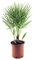 Winterharte Zwergpalme Chamaerops Humilis, 30-35 cm - Ideal für Gärten & Terrassen, Robuste Kalthauspalme, Mehrjährig & Frosthart