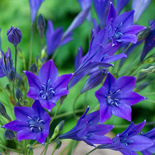 15 x Triteleia Queen Fabiola – Violet Blue Starflowers – Creates Fantastic Cluster Display – Summer Flowering Bulbs – Perennial – for Your Beautiful Garden