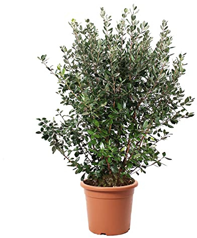 KENTIS - Feijoa Acca Sellowiana con Decorazione Vaso in Juta - Piante Vere da Esterno da Frutto - Pianta da Giardino Sempreverde - H 125-150 cm Vaso Ø 30 cm