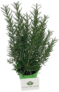 Romero o Rosmarinus officinalis Planta aromática Hierbas producida por Viveros del Sol maceta diámetro 14 cm