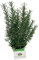 Romero o Rosmarinus officinalis Planta aromática Hierbas producida por Viveros del Sol maceta diámetro 14 cm