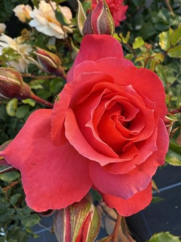 ‘The John Gabriel Rose’ – 4L Potted Floribunda Rose -Coral Pink Blooms - Lovely Gift Idea