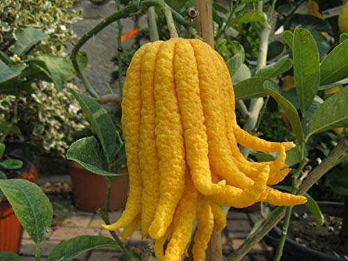 Cedro Mano di Buddha Cedro Agrumi di Sicilia pianta in vaso ø20 cm