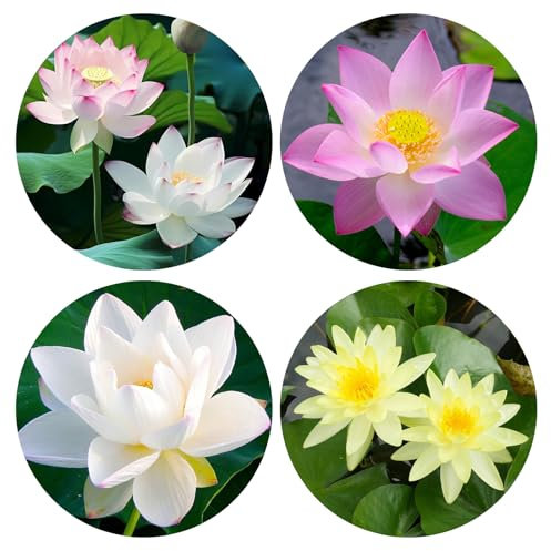 Lotusblume Samen,50 Pcs Lotus Samen Winterhart,Gemischte Farben Lotusblumensamen für Wasser,Bonsai Lotus Samen mit Dünger und Lotus Bowl Pflanzer,Schalenlotus-Samen für die Bepflanzung des Hausgartens