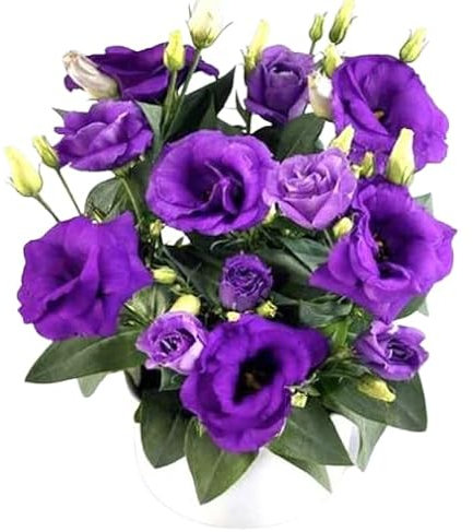 100 Eustoma Rose Blue Seeds – Gorgeous Double Lisianthus Blooms – Perfect for Containers