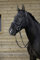 Riding World Trensenzaum havanna Cob bzw VB