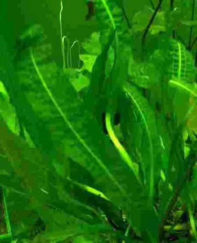 1 Aponogeton longiplumulosus, gewellte Wasserähre