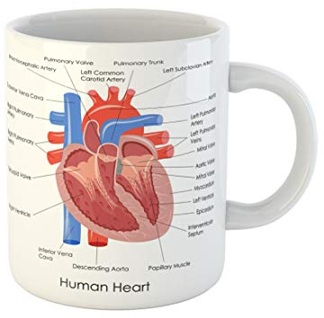 Awowee Coffee Mug Anatomical of Diagram Human Heart Anatomy Body Muscle Organ 11 Oz Ceramic Tea Cup Mugs Best Gift Or Souvenir For Family Friends Coworkers