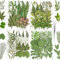 YouthBro 85 Stück grüne getrocknete Blätter Herbarium-Set für DIY Kerzen Seifen Vasen Nagelkarten Scrapbooking Kunst Handwerk 8 Stile