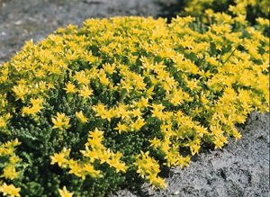 Seeds 50 Sedum IP252 seeds (Sedum Acre)