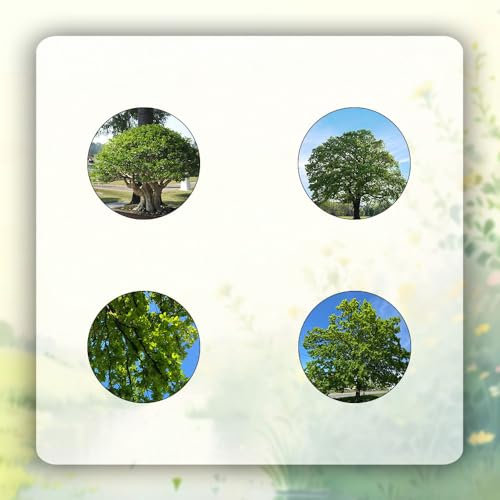 40 pcs Eiche pflanze samen - gärtnern spezielle samen,Quercus palustris, geschenke garten kübelpflanzen winterhart mehrjährig hochbeet für balkon balkonpflanzen extrem winterharte