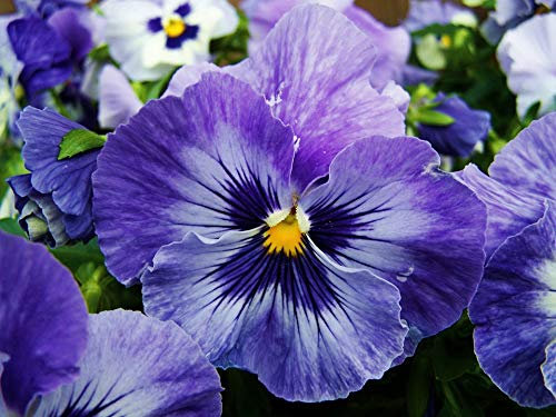 Pansy Boxed Bedding 24 x Blue Garden Ready Pansies (Live Plants)