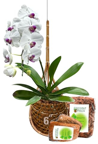 PANWA Handgefertigter Hängekorb aus 100 % thailändischem Bambus, 15,2 cm, Signatur Super Sanctuary SIAM Orchideen-Hängekorb mit Kokosnussschalen-Dauben aus Kokosfaser, Schwamm und Schalenmulch