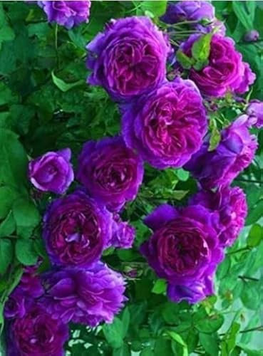 Ponak Neue 100pcs Kletterrose Blumensamen violett