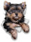 FAiruo Abnehmbarer Vinyl-Aufkleber Niedlicher Yorkshire Terrier Autoaufkleber Wasserdichtes Zubehör auf Stoßstange Heckscheibe Laptop (Farbe: A, Größe: 2 Stück)