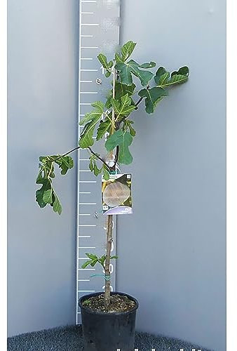 SAVINI VIVAI Planta de higuera larga portuguesa Plantas frutales Árbol en maceta 22-24 cm 2-3 años Altura 130-150 cm Fabricado en Italia