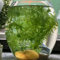20 pcs wasserpest aquariumpflanzen echt samen, pflanzensamen, samen geschenk (Elodea densa) garden, topfpflanzen für draußen aquarium bodendecker, hochbeet balkon bonsai samen, gartenpflanzen