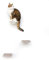 LucyBalu® Steps Katzentreppe Wand Innen & Außen 3er Set | Katzen Kletterwand | Wandpark für Katzen bis 7kg | Katzenleiter | Anti-Rutsch Beschichtung | 3 Stufen | Wandbefestigung | 18 x 18 cm Weiß