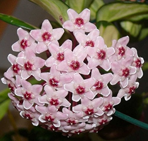 PRGA Hoya CARNOSA Tricolor Fiore di Cera Vaso 11 CM Perenni