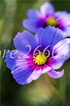 . Mixed Color Cosmos Flores Perennial Garden Flower Plantas Suropical Plant for Outdoor & Indoor Planting 100 Pcs/Bag: 1