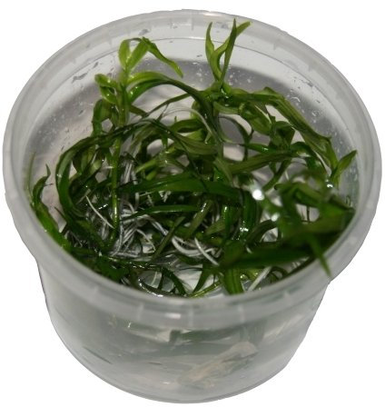 1 Dose Heteranthera zosterifolia in vitro, Trugkölbchen, Wasserpflanzen steril angezogen