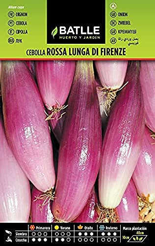 Semillas Batlle Zwiebel Rosa Zwiebel Lung Firenza
