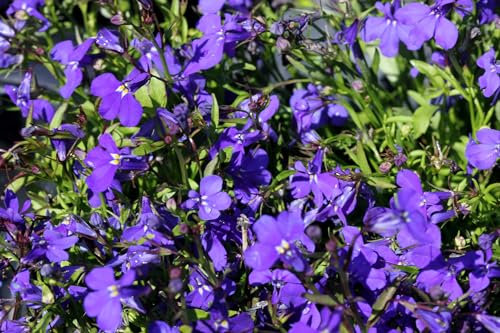 Just Seed - Flower - Lobelia Bedding - Crystal Palace - 5000 Seed - Annual