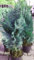 blaue Scheinzypresse Chamaecyparis lawsoniana Columnaris Glauca 80-100 cm hoch im 5 Liter Pflanzcontainer