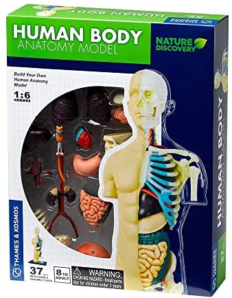 Thames & Kosmos, 260830, Human Body Anatomy Model, 37 Parts with Stand and Guide Book, Build Your Own Human Body, Nature Discovery Range, Ages 8+