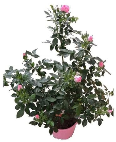 Rosal Arbustivo Rosa Planta para Jardín Rosal Flores Grandes y Rosa