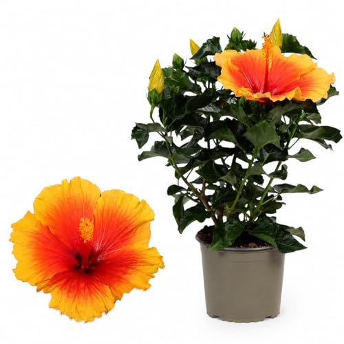 POWERS TO FLOWERS - HYBISCUS, IBISCO ARANCIO BICOLORE, VASO 13CM, pianta vera