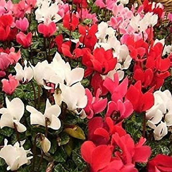 vegherb Jardin Cyclamen persicum 10 graines