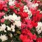 vegherb Jardin Cyclamen persicum 10 graines