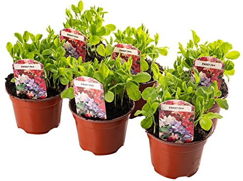 6 x Bedding Plants - Sweet Pea Tall (Lathyrus odoratus) | Climbing Garden Annuals | Outdoor Bedding, Border, Pot, Patio Flowers