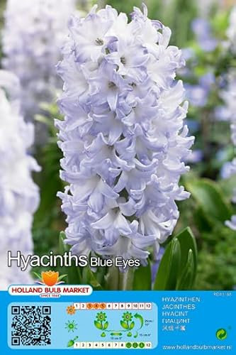 Hyazinthenzwiebeln : Hyacinthus - Hyazinthe Blue Eyes duftend 3 Blumenzwiebeln