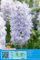 Hyazinthenzwiebeln : Hyacinthus - Hyazinthe  Blue Eyes  duftend 3 Blumenzwiebeln