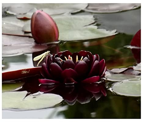 Teichpflanzen Seerosen : Nymphaea Seerose Black Princess winterhart Pflanztiefe bis 150 cm