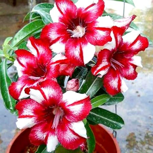 Rosa del deserto pianta/rosa del deserto bonsai/adenium obesum pianta -Fiori da balcone,Regali per il giardinaggio,Principianti -E-1 bulbi