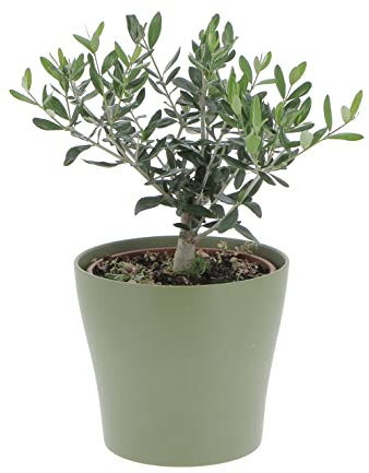 KENTIS - Olea Europaea - Arbre Bonsaï Olivier - Plantes Naturelles d'Intérieur et d'Extérieur - H 35-40 cm Pot Ø 16 cm