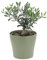 KENTIS - Olea Europaea - Arbre Bonsaï Olivier - Plantes Naturelles d'Intérieur et d'Extérieur - H 35-40 cm Pot Ø 16 cm