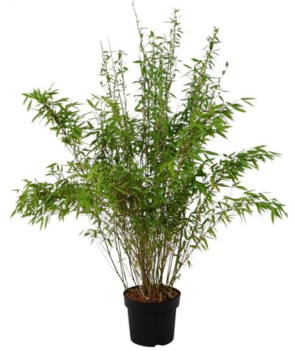 Fargesia gigante 'Jumbo', bambù ornamentale, pianta da giardino, bambù sempreverde, bambù compatto, pianta ombreggiata, bambù decorativo, bambù facile da pulire, crescita densa, resistente all'inverno