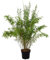 Fargesia gigante 'Jumbo', bambù ornamentale, pianta da giardino, bambù sempreverde, bambù compatto, pianta ombreggiata, bambù decorativo, bambù facile da pulire, crescita densa, resistente all'inverno